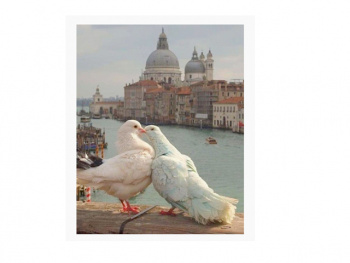 Картина по номерам арт. RA73520 Пара голубей 40*50 в кор. Картина по номерам арт. RA73520 Пара голубей 40*50 в кор.