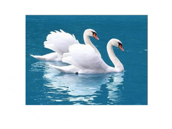 Картина по номерам арт. RA73721 Пара лебедей 40*50 в кор. Картина по номерам арт. RA73721 Пара лебедей 40*50 в кор.