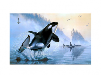 Картина по номерам арт. RAS20883 Косатка 20*30 в кор. Картина по номерам арт. RAS20883 Косатка 20*30 в кор.