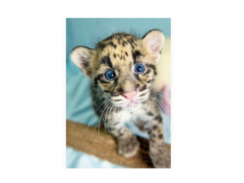 Картина по номерам арт. RA74054 Котенок 40*50 в кор. Картина по номерам арт. RA74054 Котенок 40*50 в кор.